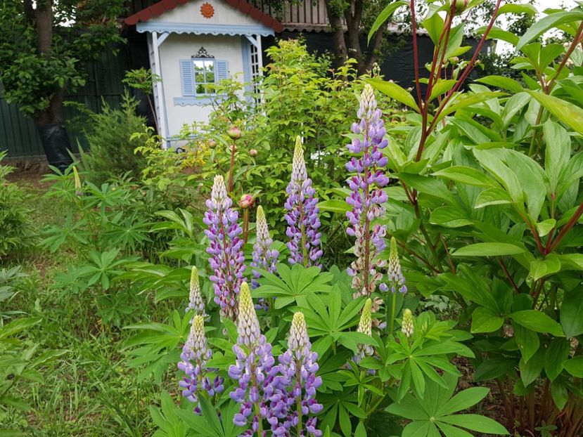  - 2019 Mai Idilic Garden