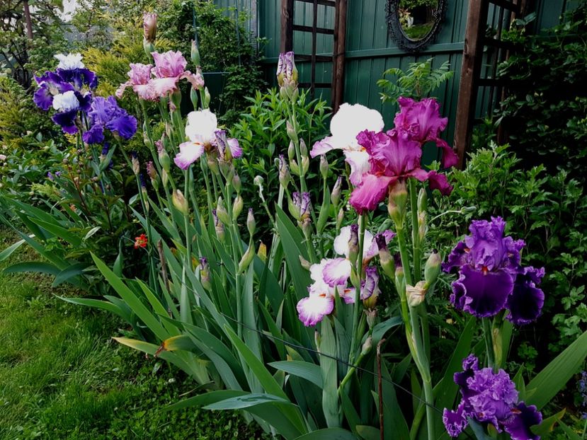  - 2019 Mai Idilic Garden