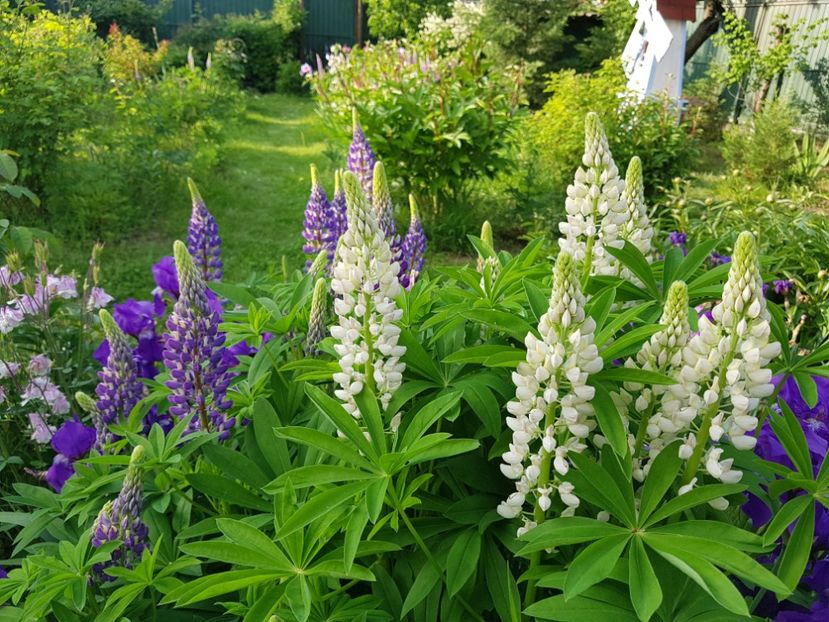  - 2019 Mai Idilic Garden