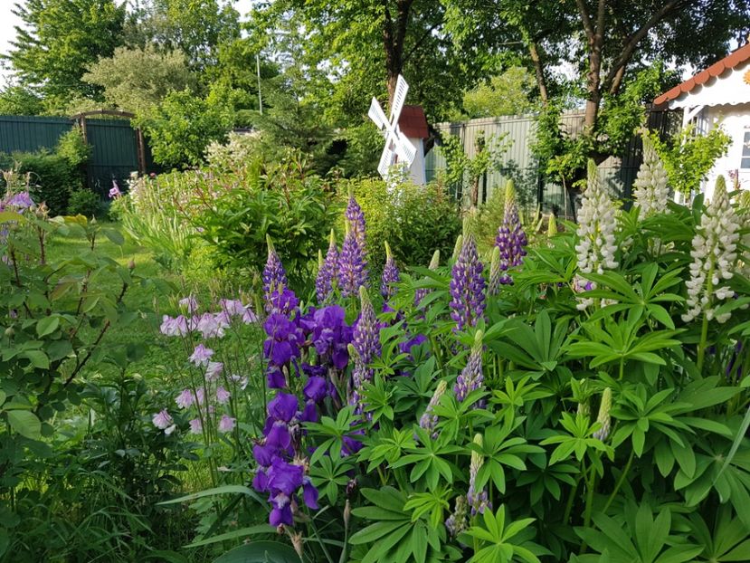  - 2019 Mai Idilic Garden