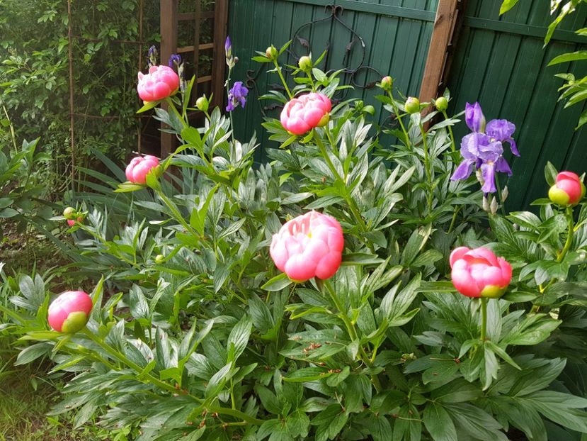 - 2019 Mai Idilic Garden