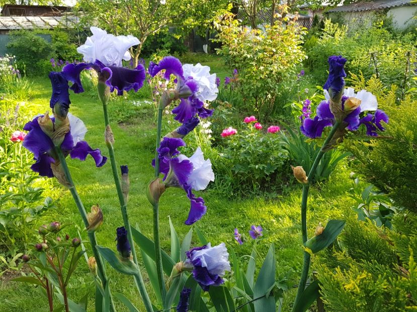  - 2019 Mai Idilic Garden