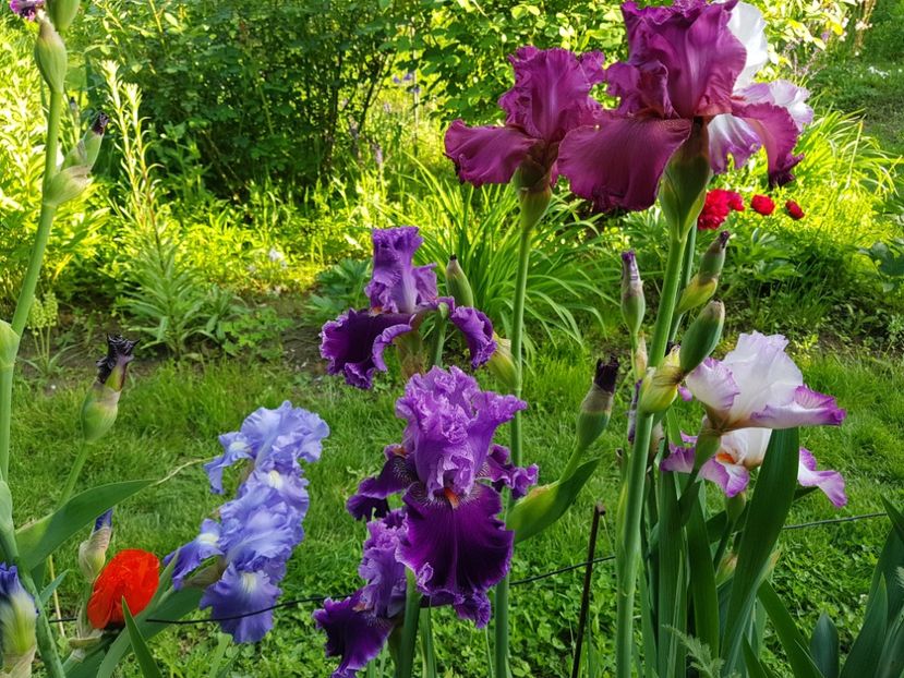  - 2019 Mai Idilic Garden