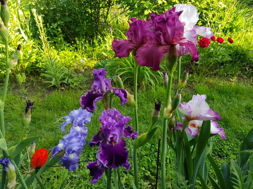  - 2019 Mai Idilic Garden