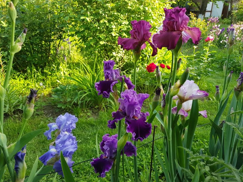  - 2019 Mai Idilic Garden