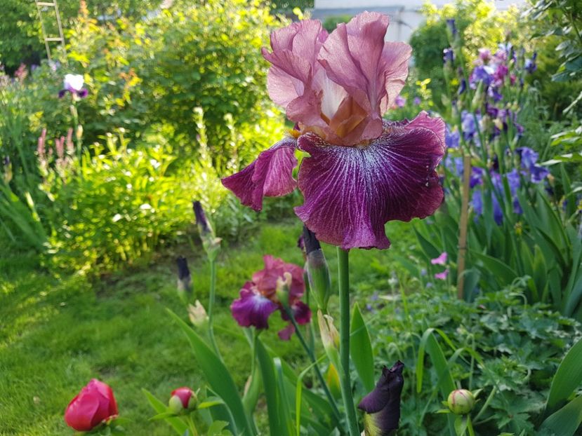  - 2019 Mai Idilic Garden