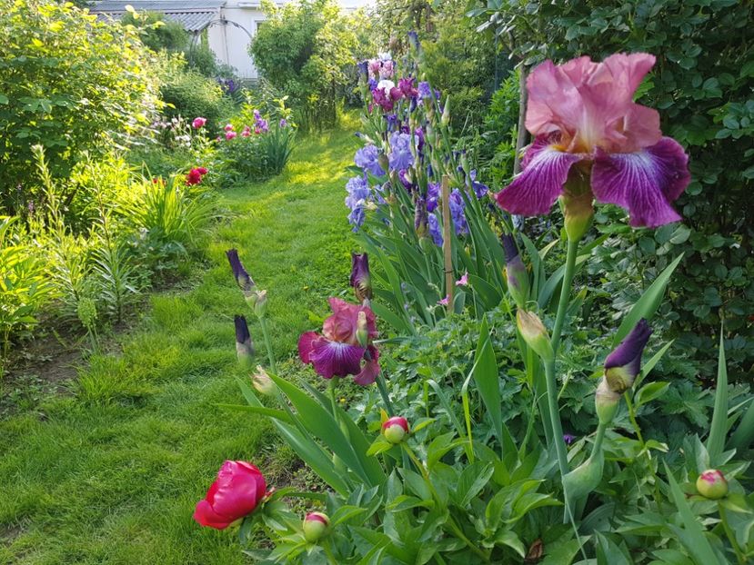  - 2019 Mai Idilic Garden