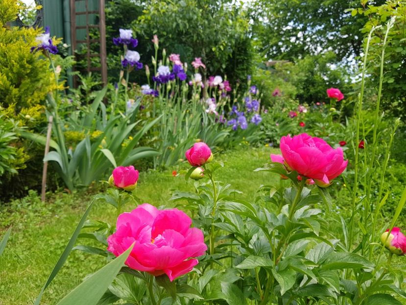  - 2019 Mai Idilic Garden