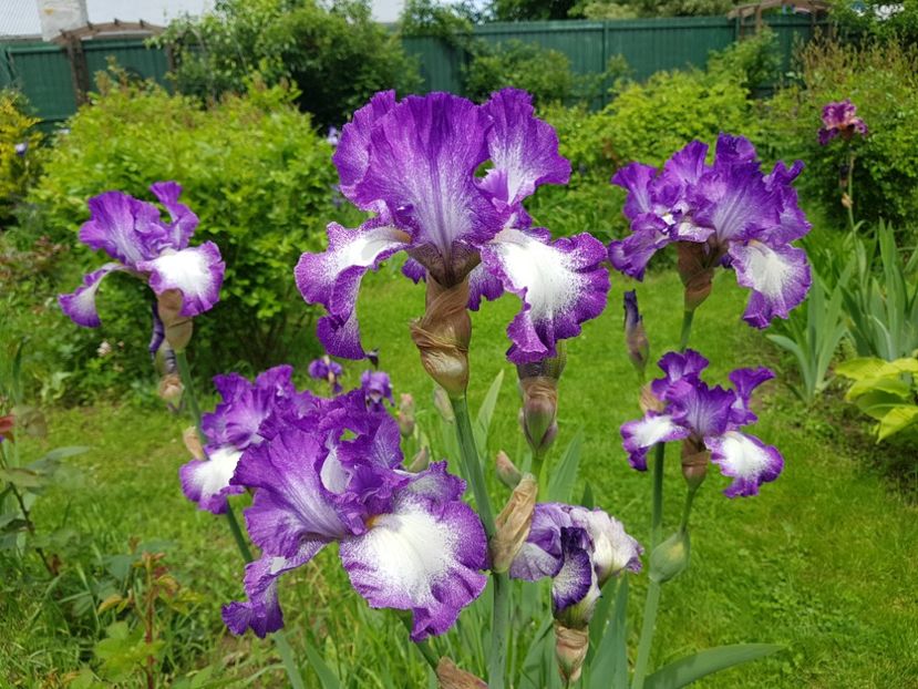  - 2019 Mai Idilic Garden