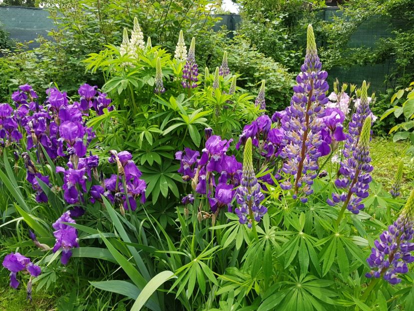  - 2019 Mai Idilic Garden