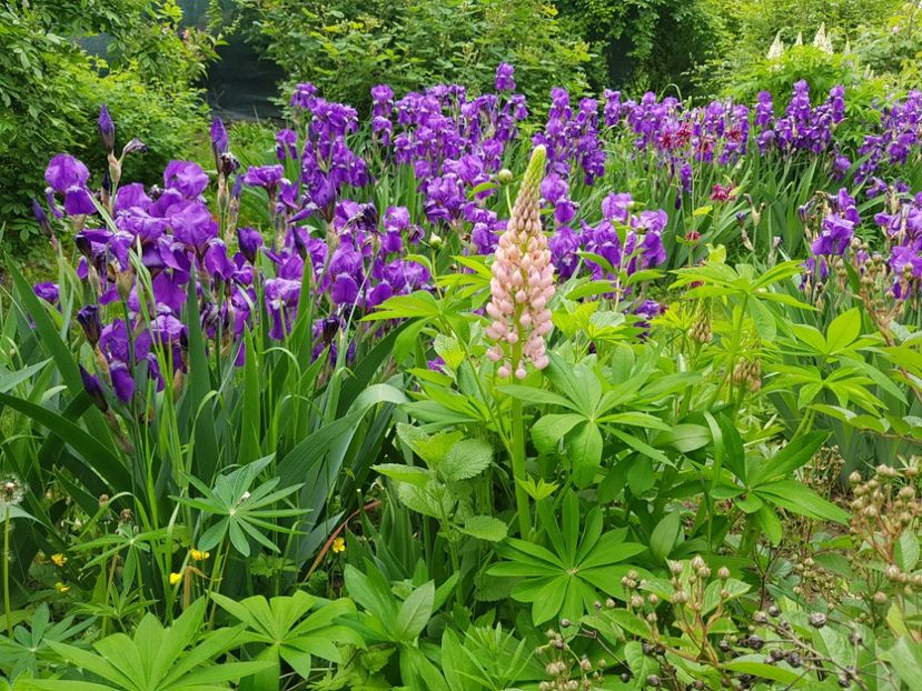  - 2019 Mai Idilic Garden