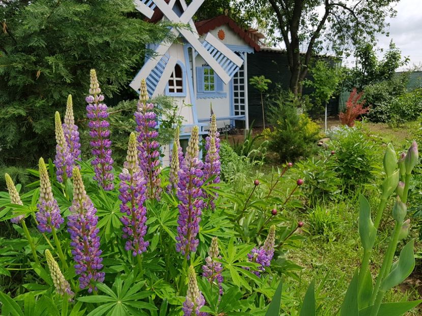  - 2019 Mai Idilic Garden