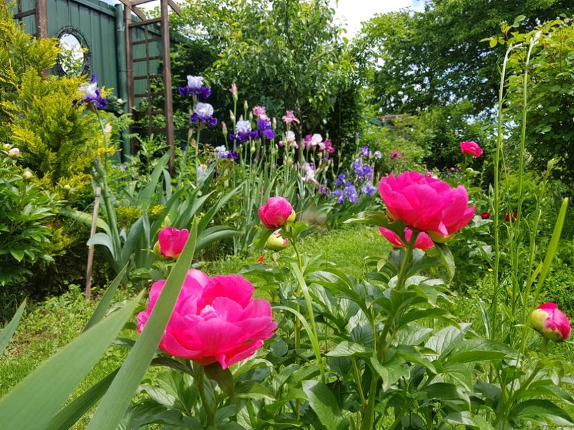  - 2019 Mai Idilic Garden