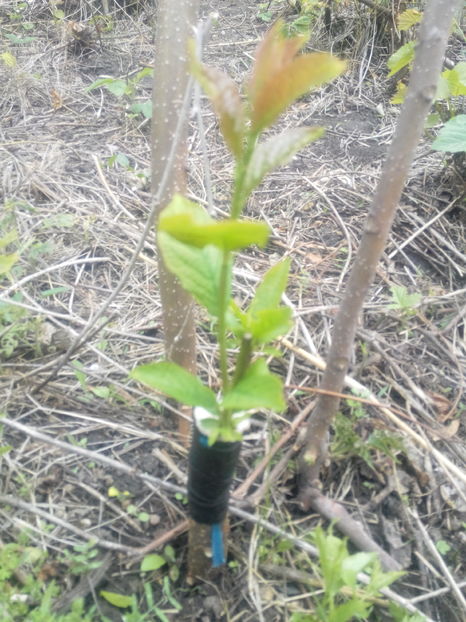 Prun prezident - O ALTA PASIUNE