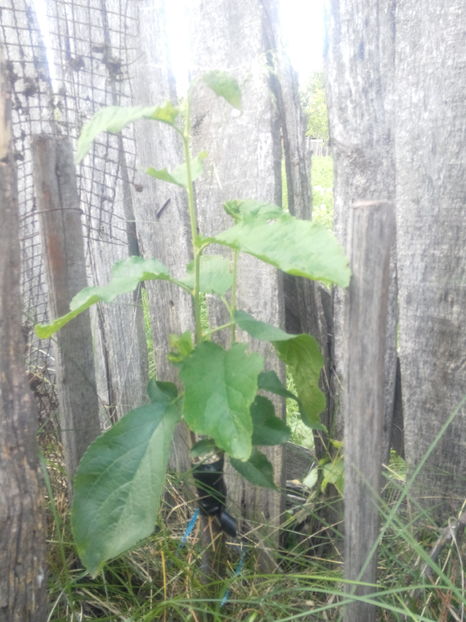 Prun tophyt - O ALTA PASIUNE