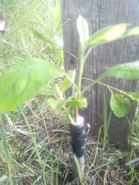 Mar mutsu - O ALTA PASIUNE