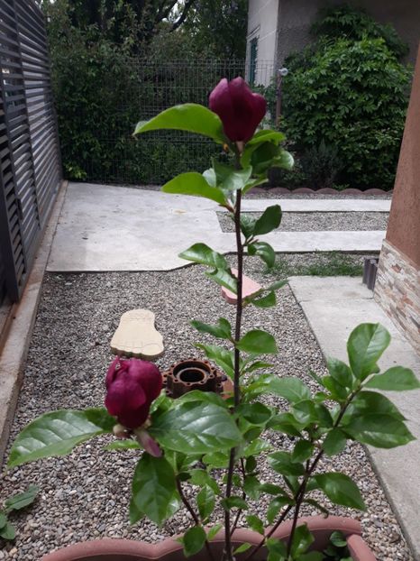 Magnolie Genie - Flori 2019