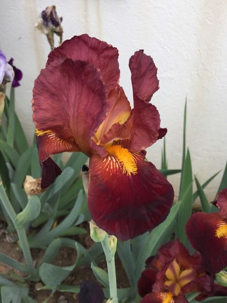 Sultan_s Palace - Irisi