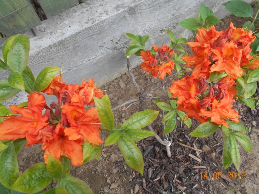  - 2Azalee-rhododendroni-hortensii-hoste 2019