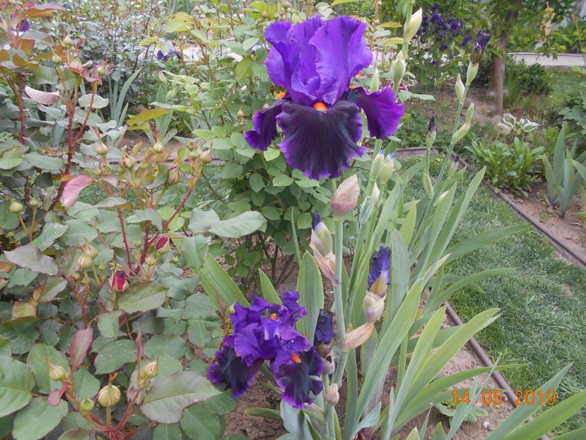 Local Color - 2Irisi 2019