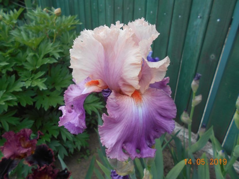 Sweet Musette - 2Irisi 2019