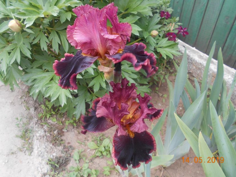 Strozapretty - 2Irisi 2019