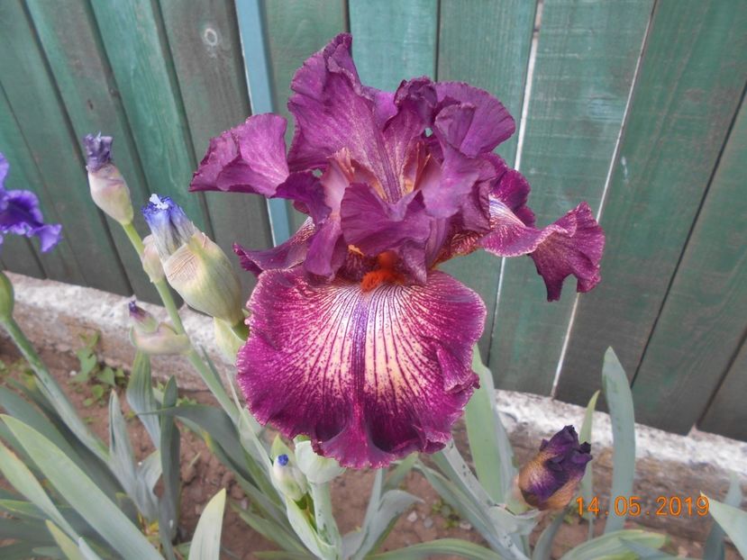 Indiscret - 2Irisi 2019