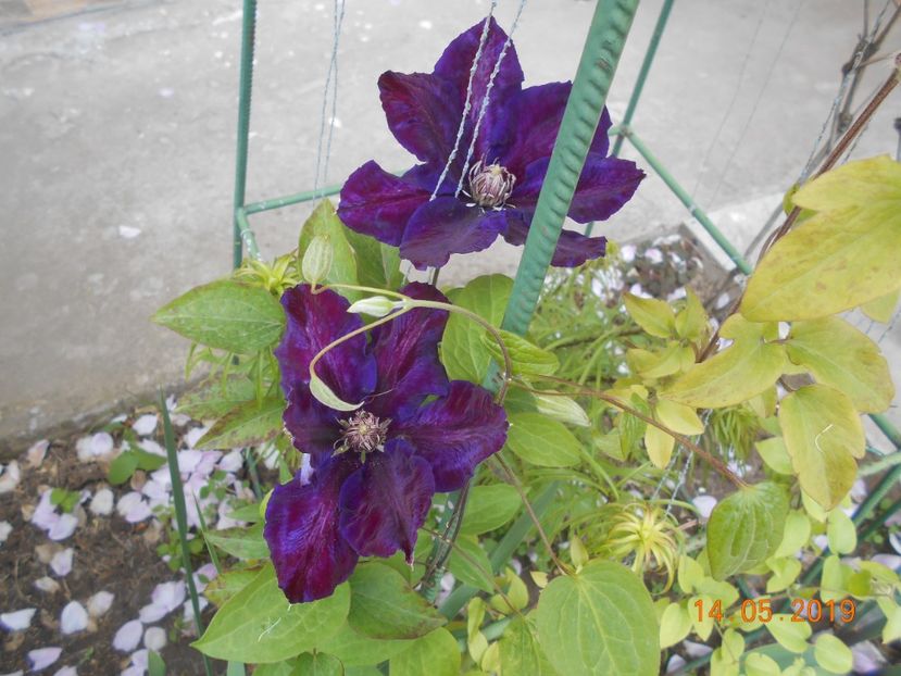  - 2Clematite 2019