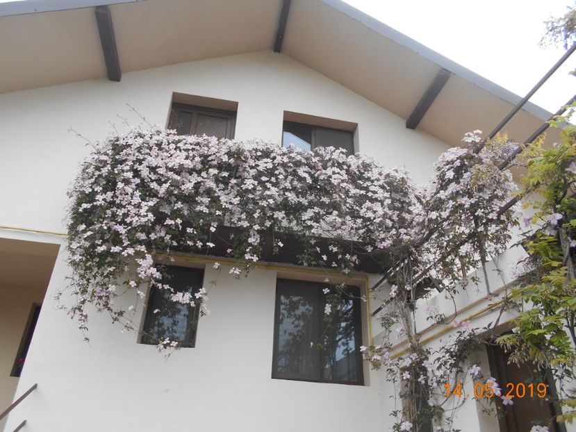  - 2Clematite 2019