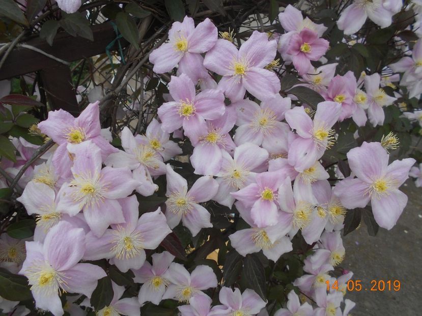  - 2Clematite 2019