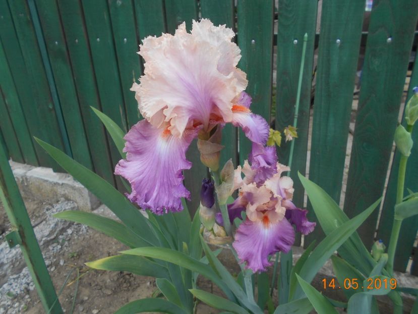 Sweet Musette - 2Irisi 2019