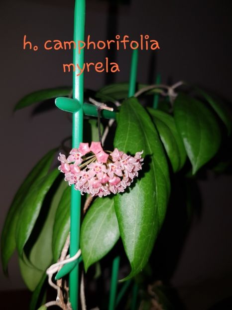  - Camphorifolia pierdută
