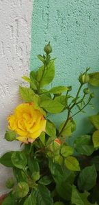  - U-GRADINA MEA