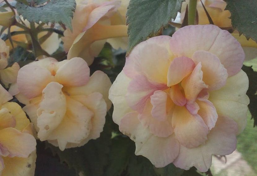 RF´s Tropicana - 0 - NOUTATI IN COLECTIA MEA 2019