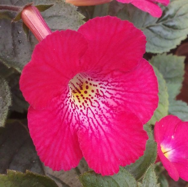 xA RF´s Red Cyclone - 0 - NOUTATI IN COLECTIA MEA 2019