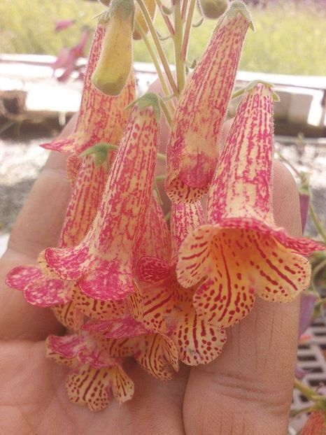 S RF´s Brigitte - 0 - NOUTATI IN COLECTIA MEA 2019