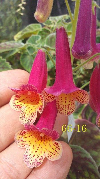 S RF´s Firetrowe - 0 - NOUTATI IN COLECTIA MEA 2019