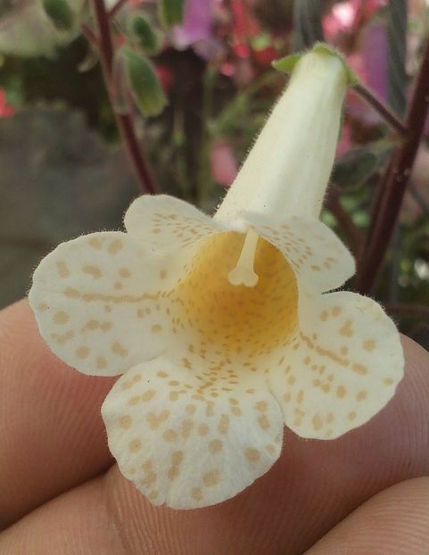 S RF´s Gold nuggets - 0 - NOUTATI IN COLECTIA MEA 2019