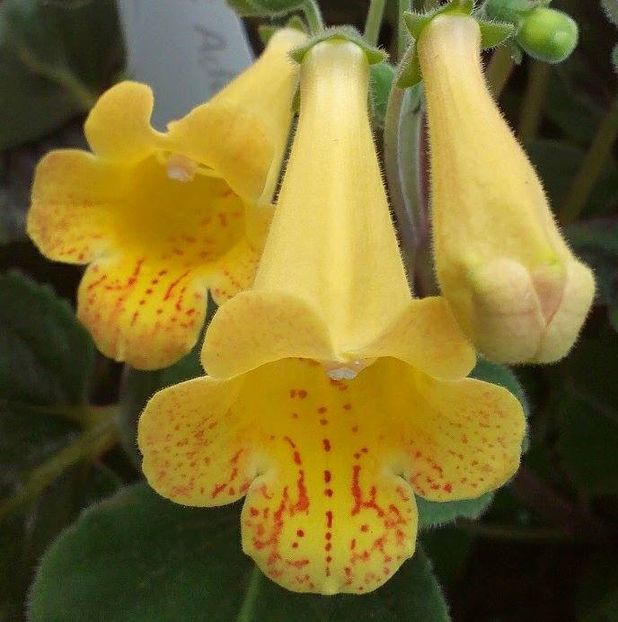 S RF´s Lemon magic - 0 - NOUTATI IN COLECTIA MEA 2019