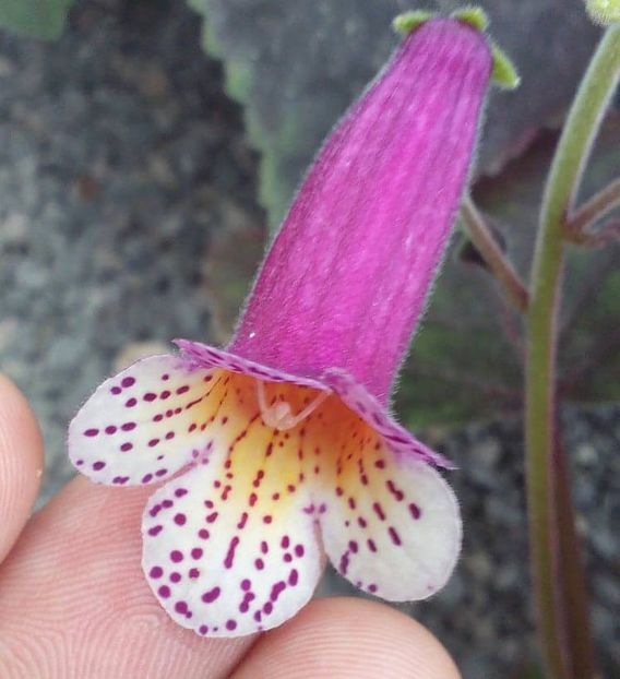 S RF´s Nigth and day - 0 - NOUTATI IN COLECTIA MEA 2019