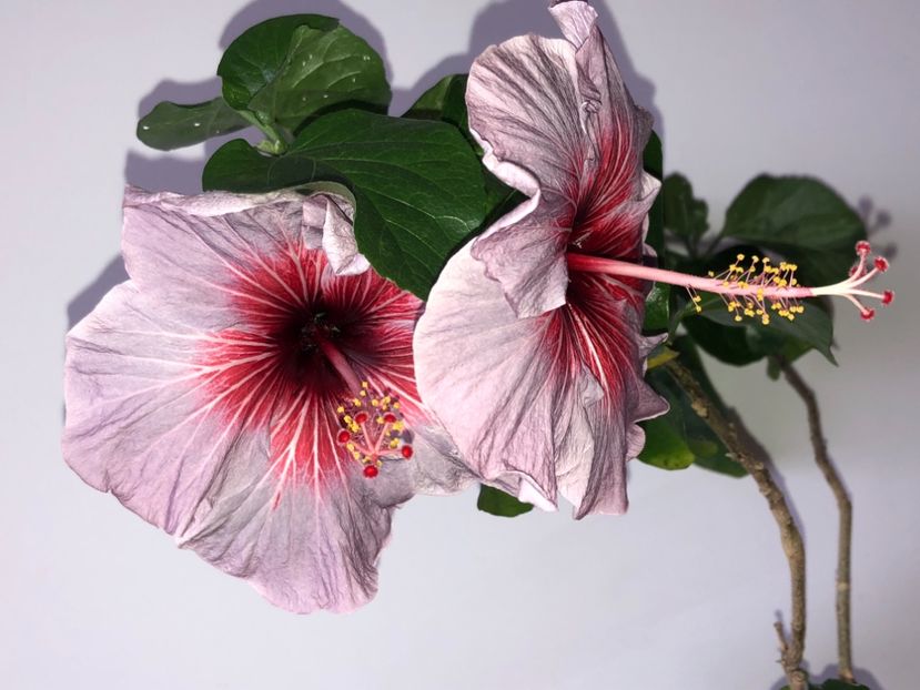 53B1104B-6C47-4AE7-B0BE-375111FDD89B - Flori 2019