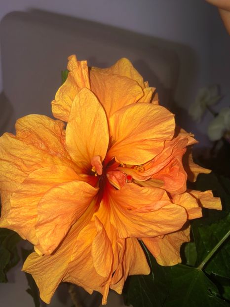 A8B34E2C-4258-4EA1-B367-8EAD7282398D - Flori 2019