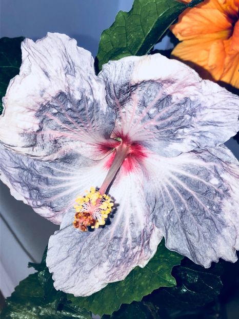 35B4AA92-DA26-4B09-BD0C-A581A7F15F52 - Flori 2019