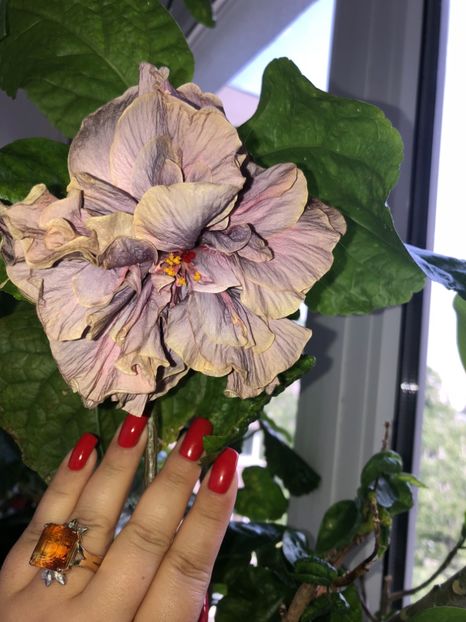 7B94CBF4-36BA-4751-A3B2-F27E46DEA214 - Flori 2019