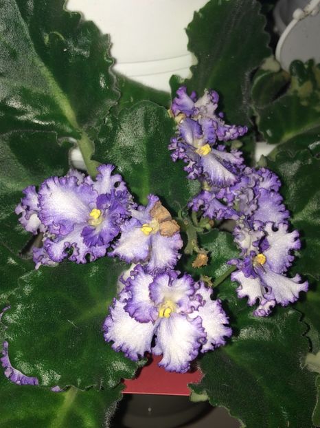 8A0C3F02-9DC0-45C4-ABFD-2BDD162F490E - Flori 2019