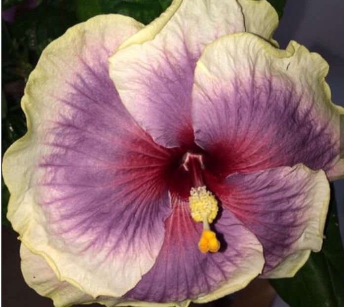 8515C2E5-7D02-4184-9304-9D826F7456E5 - Flori 2019