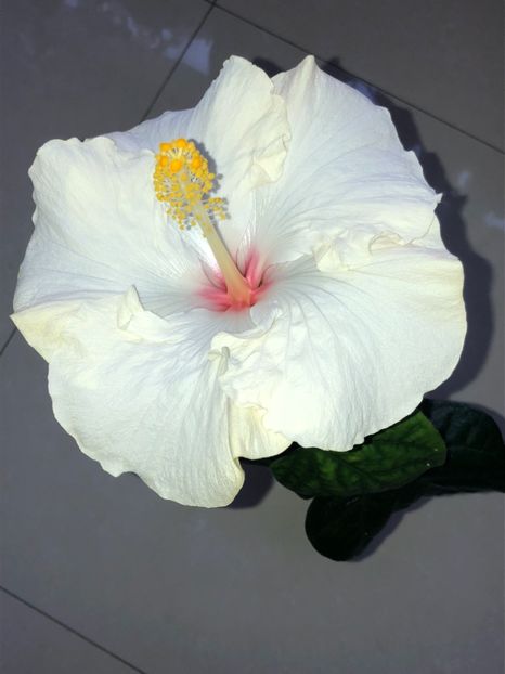 EA1E0217-6E06-4F0E-8E6C-7B3492761028 - Flori 2019