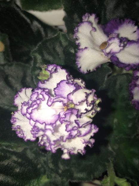 2B5DB7AF-1B78-4188-BFC6-414C5C9C0000 - Flori 2019