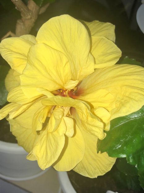 3AB91438-9C86-4E16-9F0B-6F13C32C3AFB - Flori 2019