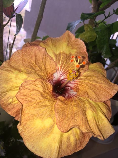 43FBFC0E-40C8-49A3-8852-6134AF294241 - Flori 2019